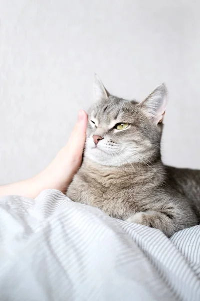 灰色条纹猫躺在床上 女人的手放在灰色的背景上 女主人轻轻地抚摸着她的猫的毛皮 猫与人之间的关系 — 图库照片