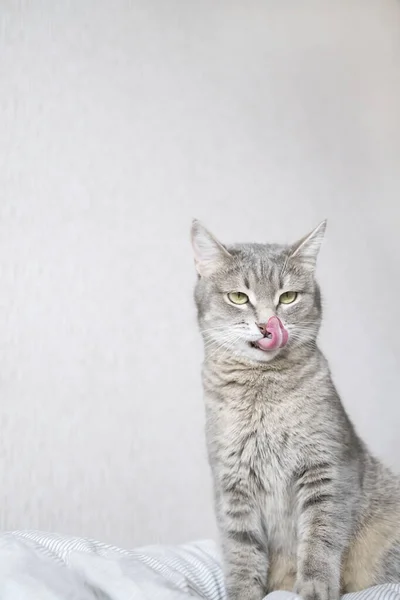 Μια Σπιτική Γκρι Γάτα Κάθεται Στον Καναπέ Και Πλένεται Υγιεινή — Φωτογραφία Αρχείου