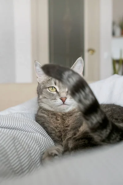 Auf Dem Bett Liegt Eine Grau Gestreifte Hauskatze Die Katze — Stockfoto