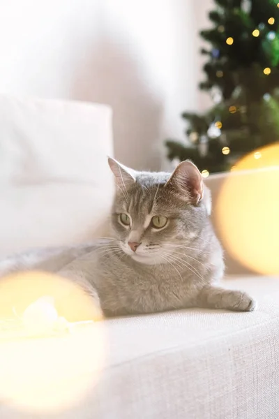 Kotimainen Raidallinen Harmaa Kissa Istuu Sängyllä Lasin Joulukoristeiden Joulukuusen Taustalla — kuvapankkivalokuva