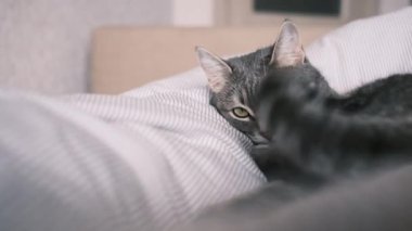 Evcil çizgili gri bir kedi yatağa uzanıyor ve kuyruğunu sallıyor. Evin içindeki kediyi diyorum. Dünya Kedi Günü.