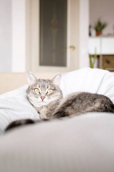 一只家养的条纹灰猫躺在床上 家里的那只猫 兽医诊所 猫的图片 世界猫日 — 图库照片