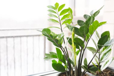 Zamioculcas Zamiifolia ya da ZZ Bitkisi beyaz çiçek saksısında pencere eşiğinde duruyor. Ev bitkileri bakım konsepti.