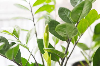 Zamioculcas Zamiifolia ya da ZZ Bitkisi beyaz çiçek saksısında pencere eşiğinde duruyor. Ev bitkileri bakım konsepti.