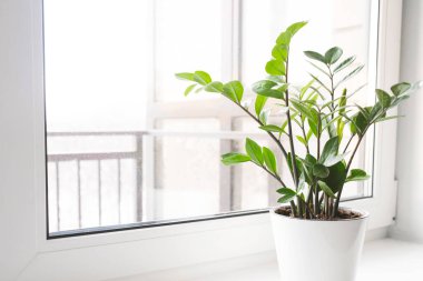 Zamioculcas Zamiifolia ya da ZZ Bitkisi beyaz çiçek saksısında pencere eşiğinde duruyor. Ev bitkileri bakım konsepti.