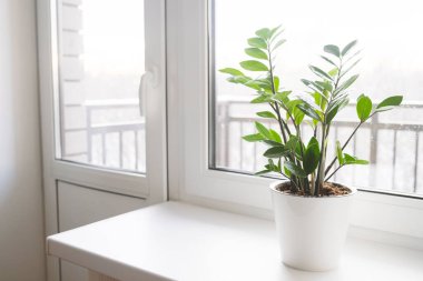Zamioculcas Zamiifolia ya da ZZ Bitkisi beyaz çiçek saksısında pencere eşiğinde duruyor. Ev bitkileri bakım konsepti.
