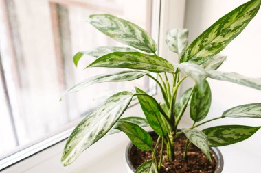Aglaonema bitkisi beyaz bir tencerede pencere kenarında duruyor. Ev bitkileri bakım konsepti.