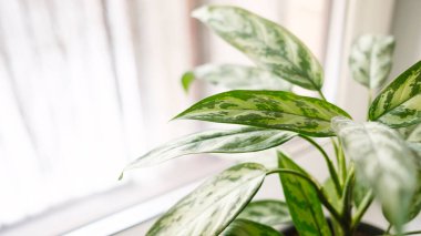 Aglaonema bitkisi beyaz bir tencerede pencere kenarında duruyor. Ev bitkileri bakım konsepti.