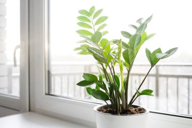 Zamioculcas Zamiifolia ya da ZZ Bitkisi beyaz çiçek saksısında pencere eşiğinde duruyor. Ev bitkileri bakım konsepti.
