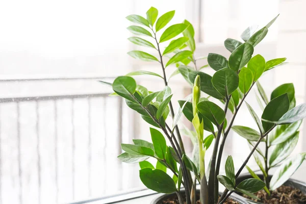 Zamioculcas Zamiifolia Atau Plant Dalam Pot Bunga Putih Berdiri Jendela — Stok Foto