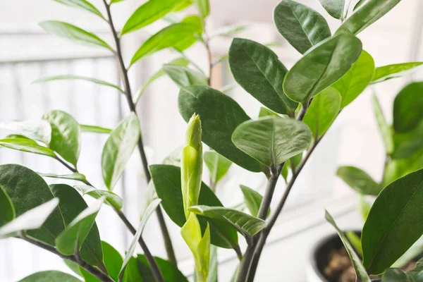 Zamioculcas Zamiifolia ya da ZZ Bitkisi beyaz çiçek saksısında pencere eşiğinde duruyor. Ev bitkileri bakım konsepti.