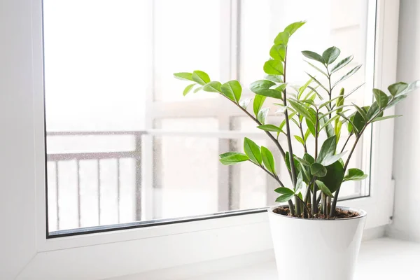 Zamioculcas Zamiifolia ya da ZZ Bitkisi beyaz çiçek saksısında pencere eşiğinde duruyor. Ev bitkileri bakım konsepti.