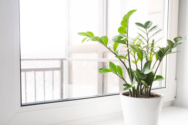 Zamioculcas Zamiifolia or ZZ Plant in white flower pot stand on the windowsill. Home plants care concept.