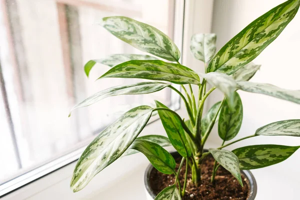 白い鍋にアグラノネマの植物が窓辺に立っている ホームプラントケアコンセプト — ストック写真