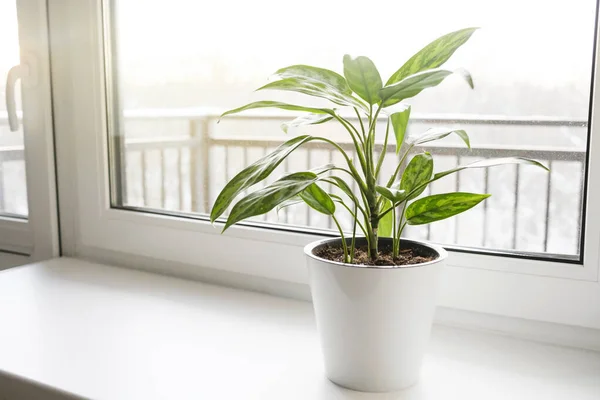 白い鍋にアグラノネマの植物が窓辺に立っている ホームプラントケアコンセプト — ストック写真