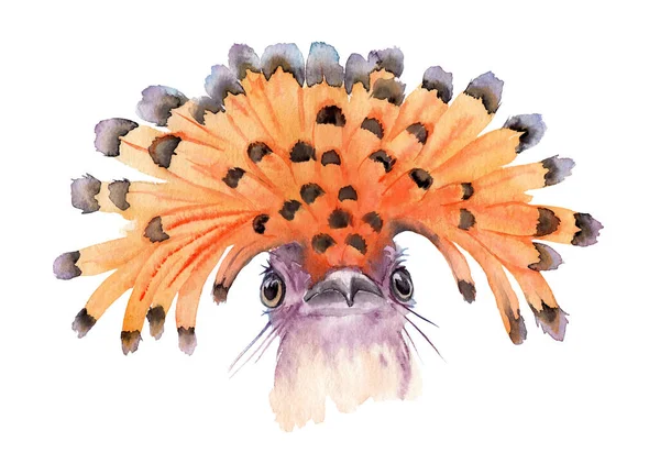 Akvarell rajz egy madár - Amazonasi Royal Flycatcher — Stock Fotó