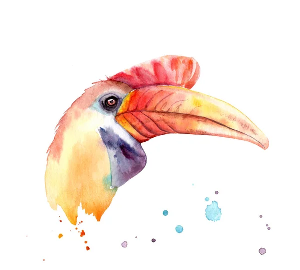 夜の鳥の水彩画-結び目のホーンビルの頭 — ストック写真