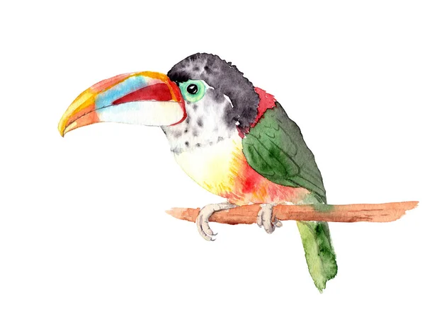 Akvarell ritning av en fågel - curl-crested aracari på en gren — Stockfoto
