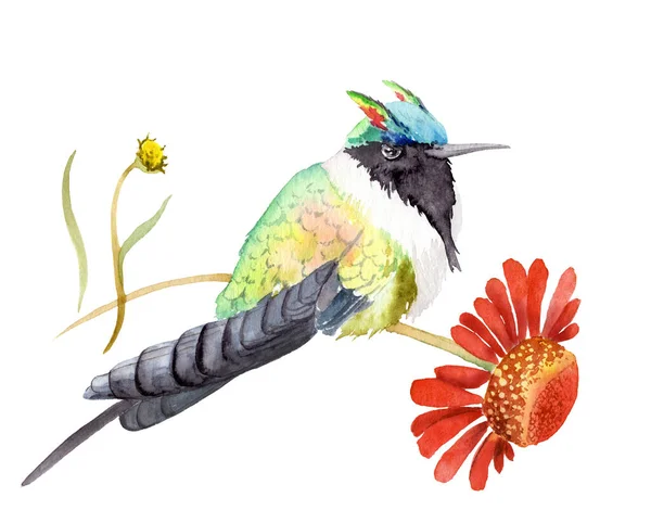 Dibujo acuarela de un pájaro - colibrí con cuernos en una flor —  Fotos de Stock