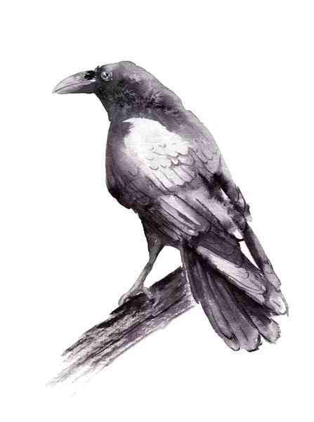 Dessin aquarelle monochrome d'un oiseau - un corbeau sur une branche — Photo