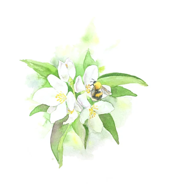 Dessin Aquarelle Bourdon Sur Les Fleurs Jasmin Fait Main — Photo