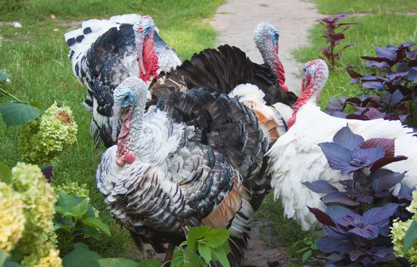 Vier Turkije — Stockfoto