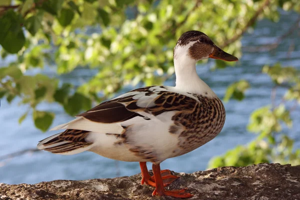 Duck on a parapet — Stock Photo, Image