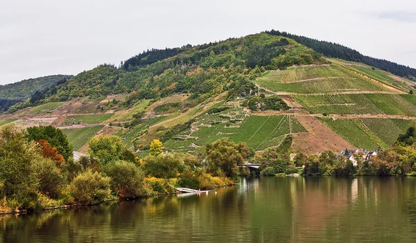 Moselle-joen varrella sijaitsevat viinitarhat, Saksa — kuvapankkivalokuva