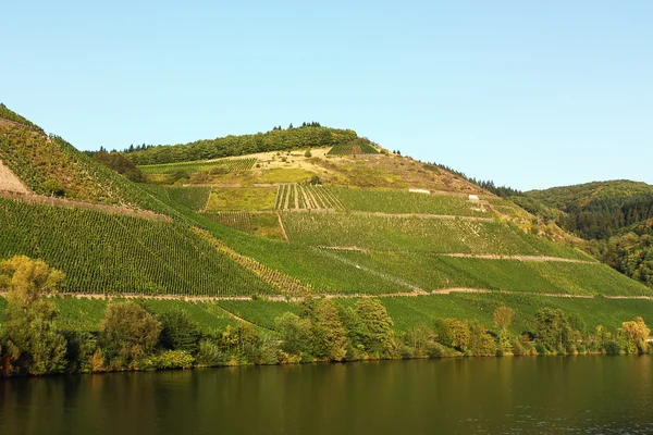 As vinhas ao longo do rio Moselle, Alemanha — Fotografia de Stock