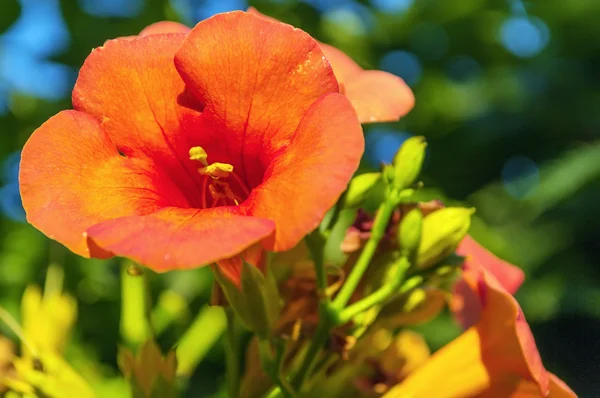 Flor roja de hibisco — Foto de Stock