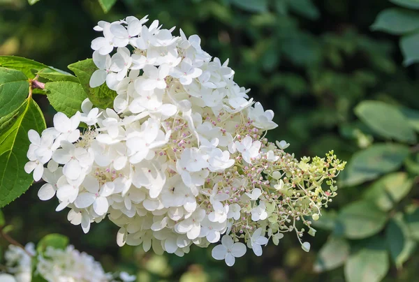 Hydrangea paniculata — Stock Photo, Image