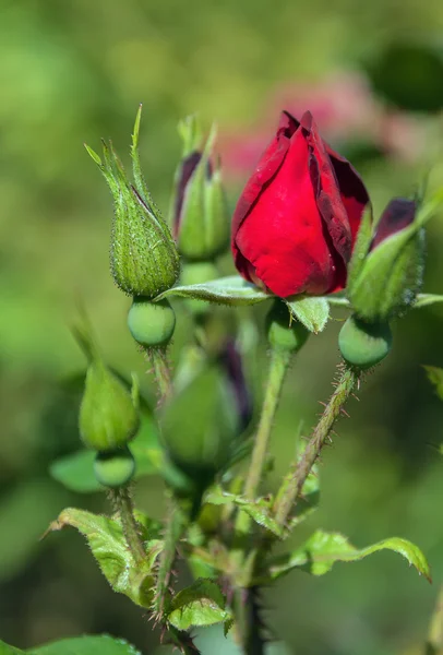 Brotes de una rosa roja — Foto de Stock