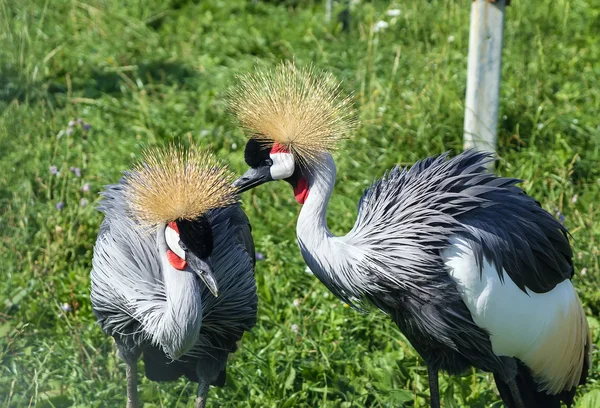 Zwarte gekroonde kraan — Stockfoto