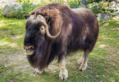 Muskox