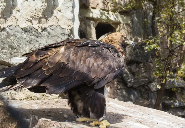 Tawny Eagle — Stok fotoğraf