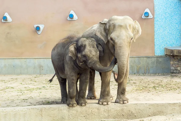 Indian elephant — Stock Photo, Image