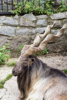 Markhor