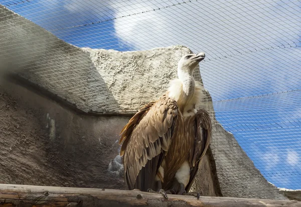 Kızıl akbaba — Stok fotoğraf