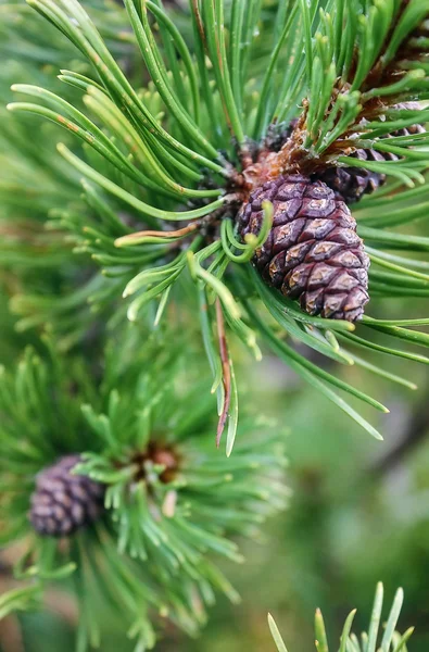 Pine Cone — Stock Photo, Image