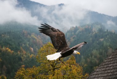Kel kartal uçuş, Avusturya