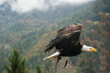 Kel kartal uçuş, Avusturya