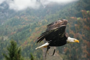 Bald Eagle in flight, Austria clipart