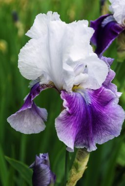 Iris