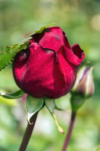 Brotes de una rosa roja — Foto de Stock