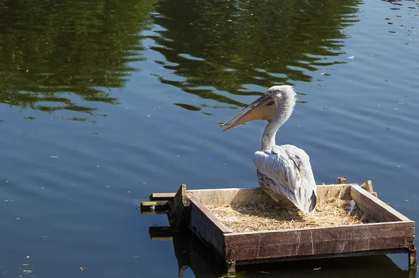 Dalmatian Pelican — Stock Photo, Image