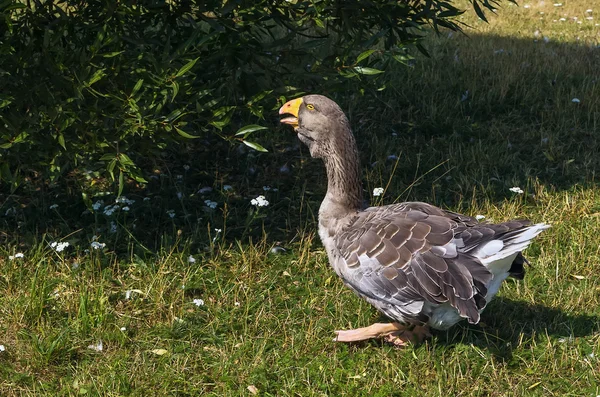 Toulouse goose — Stock Photo, Image