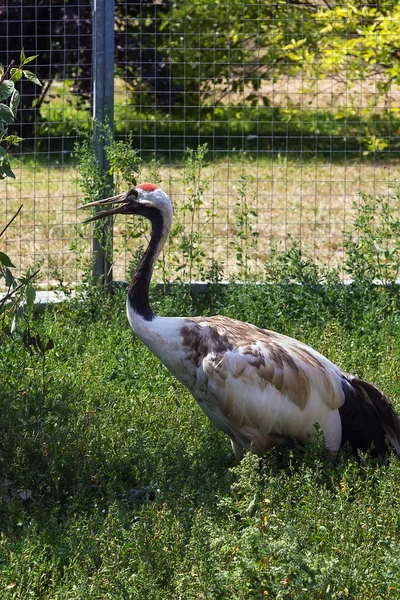 Common crane — Stock Photo, Image