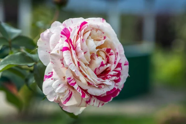 Rosa Roja Blanca Jardín Verano — Foto de Stock