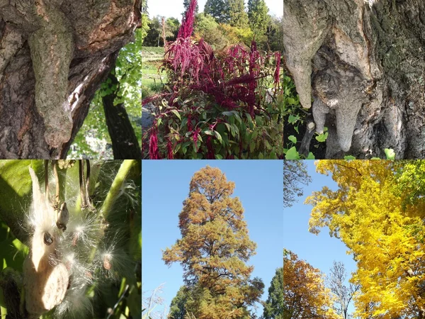 Träd collage — Stockfoto