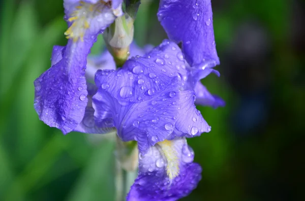 Iris — Stockfoto